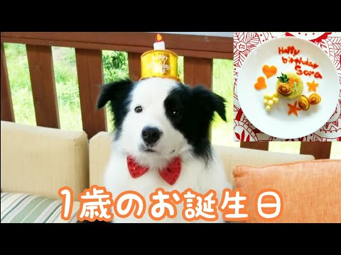 手作りケーキとプレゼントで1歳のお誕生日をお祝い／ボーダーコリー