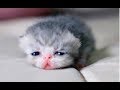 JUST WATCH These Cute Baby Animals - Cute Animal Babies Videos 2017