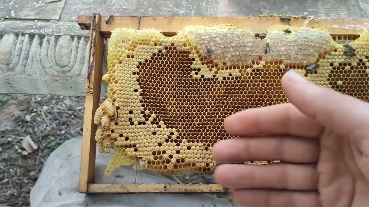 حصاد بيوت التطريد وكيفية الإحتفاظ بها والإستفادة منها