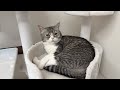 寝てるもちを起こしに行ったら眠すぎてこうなってましたwww