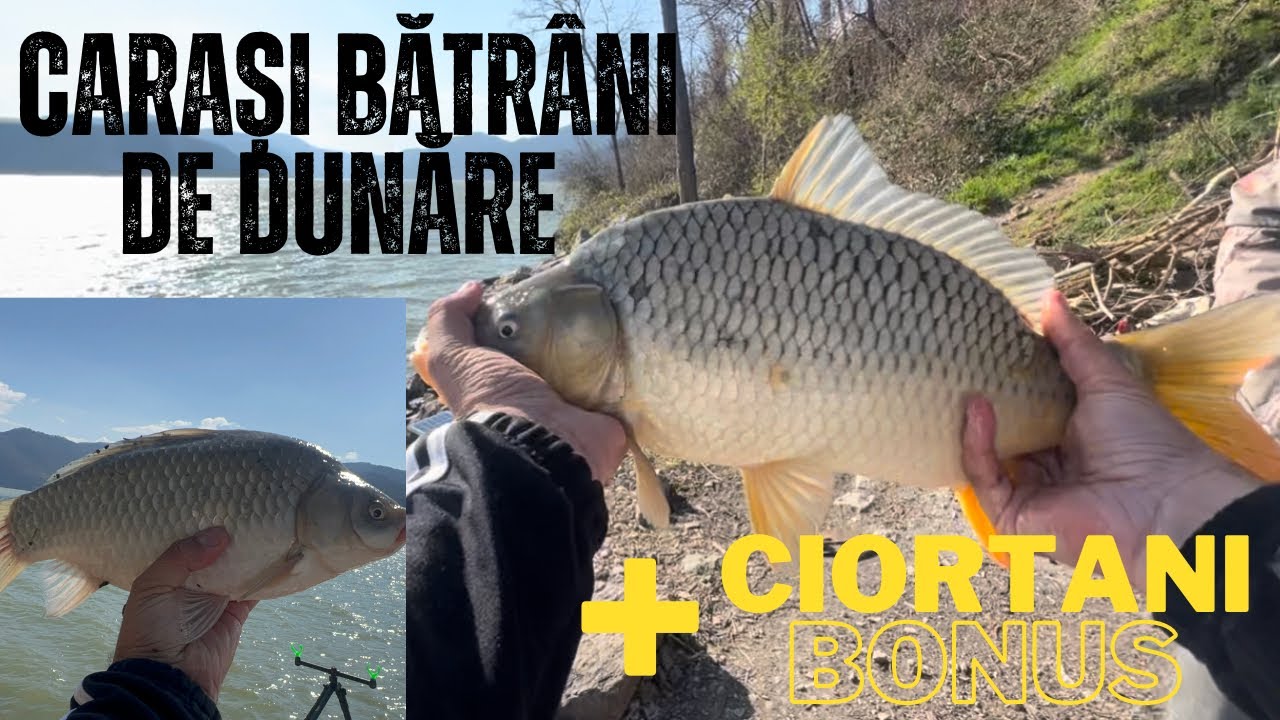 CIORTANI ȘI CARAȘI BĂTRÂNI DE DUNĂRE !!!( PARTEA 1 ) Pescuit la METHOD cu @PlecatLaPescuit