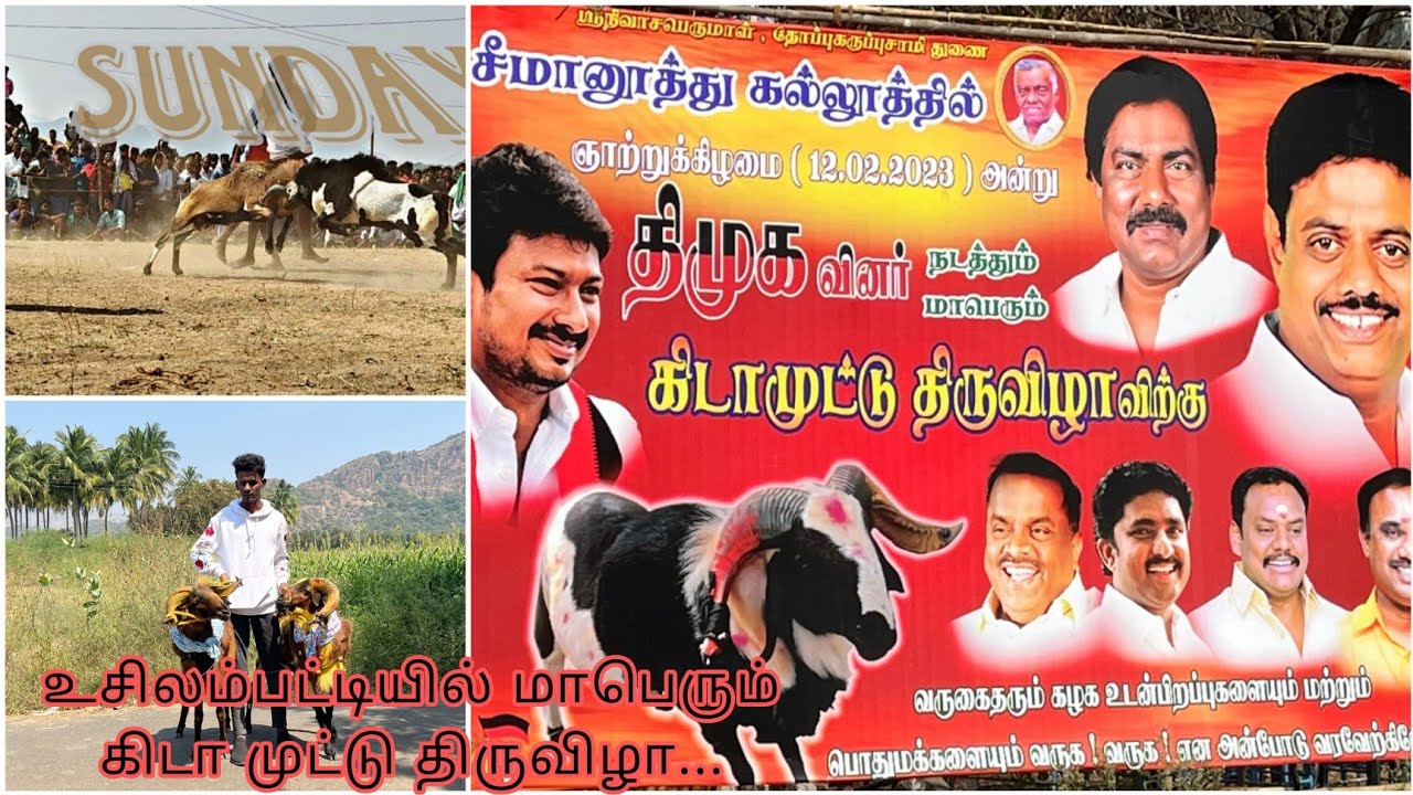 உசிலம்பட்டியில் மாபெரும் கிடா முட்டு திருவிழா ... || Akbar Farms official