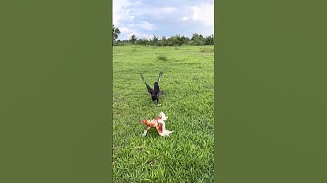 Two Hawk was trying hunt a big roaster for their food 🦅🦅🐓#youtube #youtubeshorts #youtubevideo
