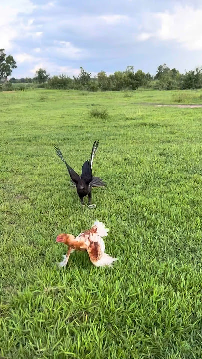 Two Hawk was trying hunt a big roaster for their food 🦅🦅🐓#youtube #youtubeshorts #youtubevideo