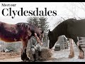 Meet the Clydesdales of Axe & Root Homestead