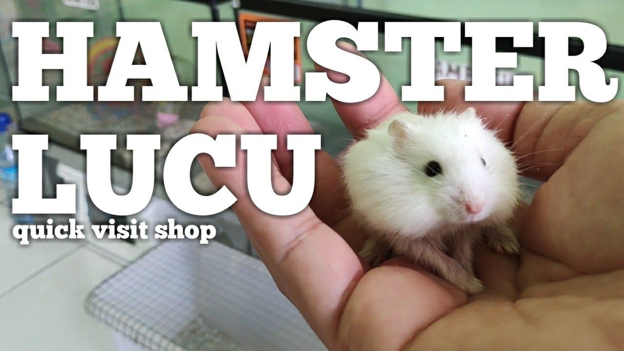 Mengunjungi Hamster lucu Palembang - YouTube