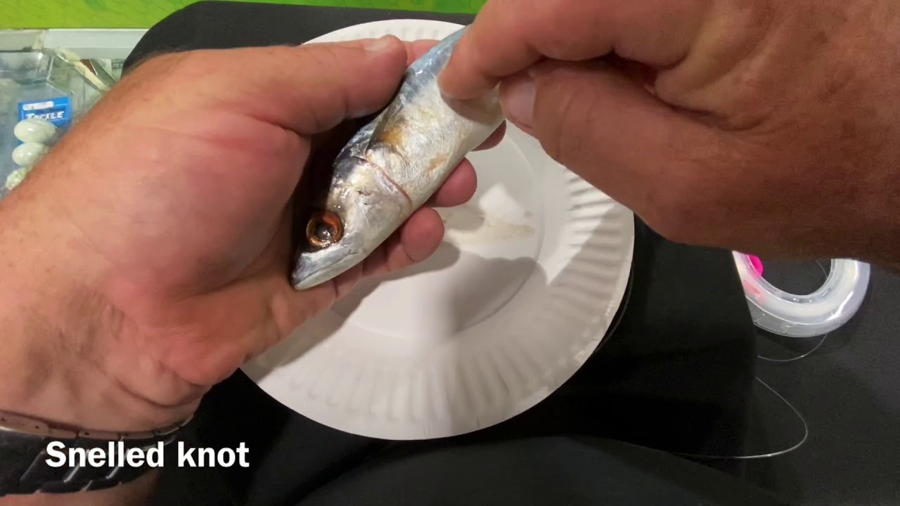 Easiest Way To Tie A 2 Hook Snell Rig For Rigging Up Live Baits And