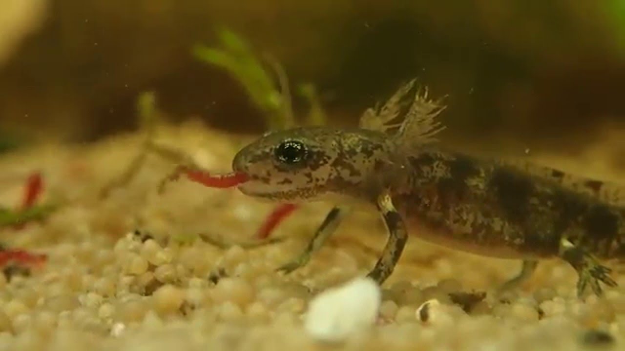 Resultado de imagem para fire salamander larva