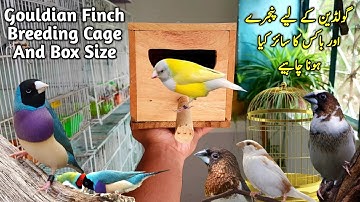 Gouldian Finch Breeding Box and Cage Size || Gouldian Finch Breeding Setup