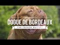 ALL ABOUT THE DOGUE DE BORDEAUX: THE FRENCH MASTIFF