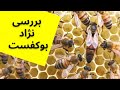 آموزش زنبورداری بررسی نژاد بوکفست Buckfast