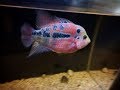 Flower Horn Red Dragon (fêmea) Video 4 - 12/2017 - Fazendo carinho no peixe.