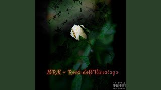 Rosa dell'Himalaya - MRK 0420