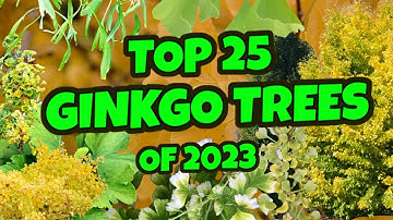 Top 25 Ginkgo Trees of 2023 | Customer Choice! Most Ginkgo biloba Sold | MrMaple.com Podcast