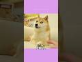The Most Nostalgic Dog Memes Then and Now❤️🥺 #shorts