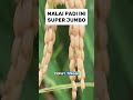 TANAM PADI INI JIKA PINGIN PANEN MELIMPAH #shorts