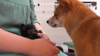 柴犬、子猫のヤンチャっぷりを見る目が母すぎて尊い。
