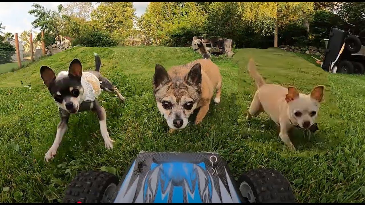 3 Chihuahuas in RC Car Chase?