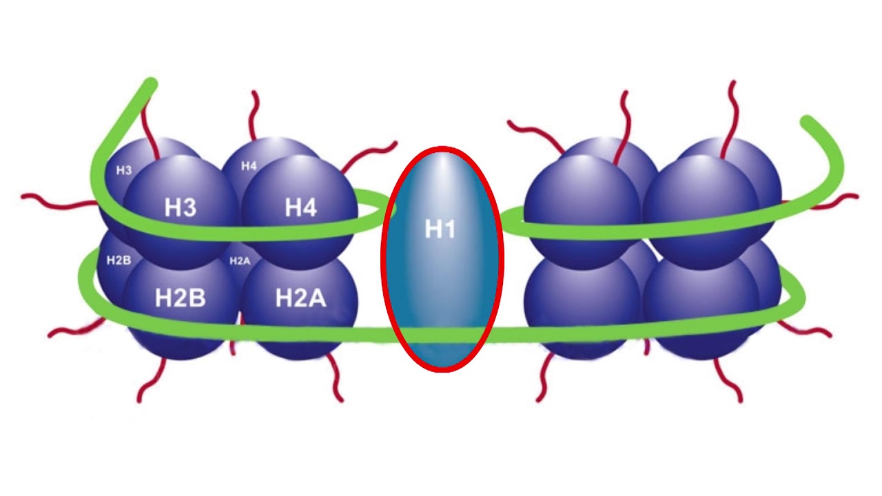 Гистон какой белок