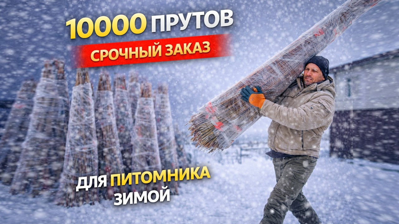 10000 прутьев ивы в снегу! Готовим огромный заказ на отправку