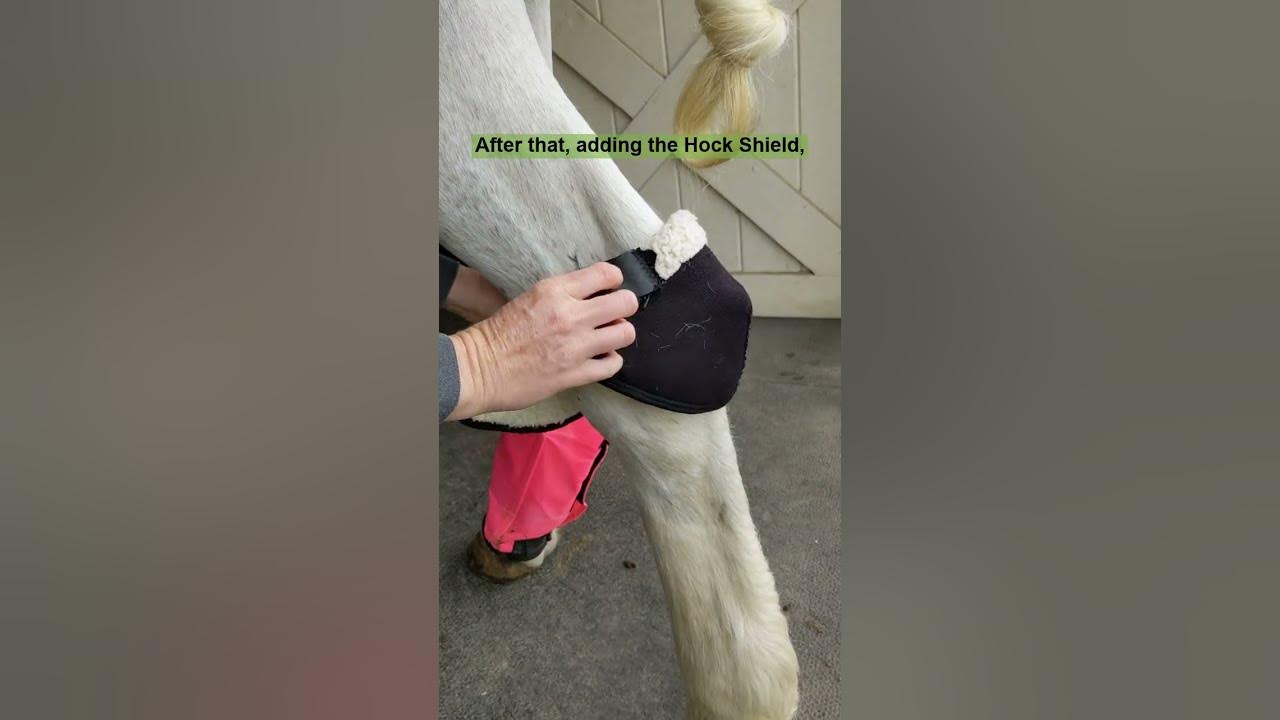 Routine for caring for horse hock sores. YouTube