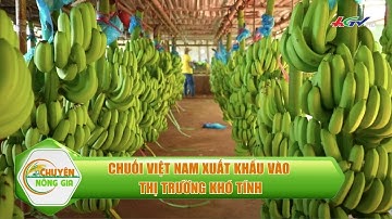 Chuối Việt Nam xuất khẩu vào thị trường khó tính | CHUYỆN NÔNG GIA