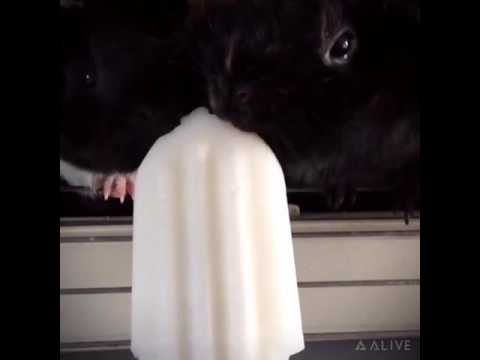 Guineapigs eating a Lemon popscicle