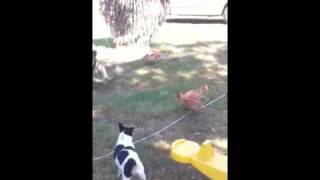 Shakira The Chicken Dog