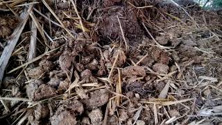 Detritus | Wikipedia audio article