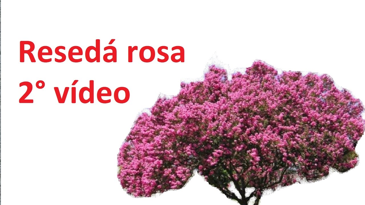 Resedá rosa - 2°vídeo Aramação - YouTube