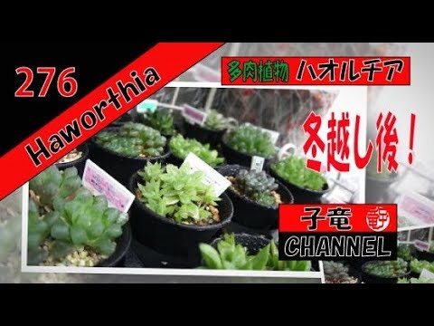 多肉植物 ハオルチア Haworthia お外組冬越し後 Youtube