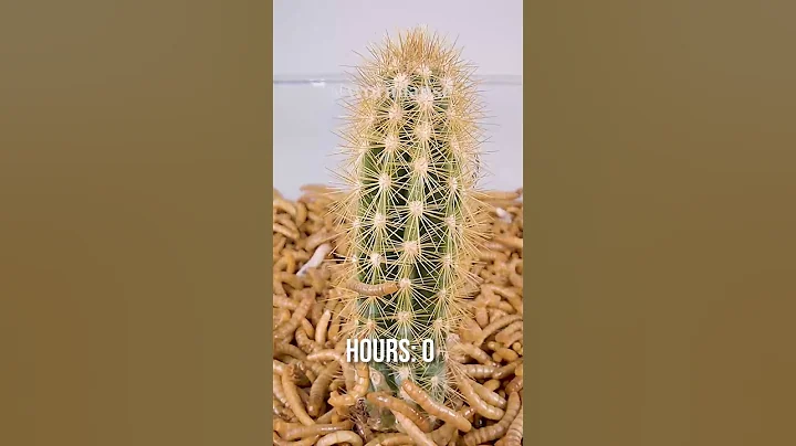 10 000 Mealworms vs. CACTUS