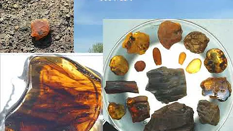 Canadian Amber: A Snapshot of a Late Cretaceous Fo...