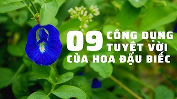 09 CÔNG DỤNG TUYỆT VỜI CỦA HOA ĐẬU BIẾC VÀ MỘT SỐ LƯU Ý CỰC QUAN TRỌNG KHI SỬ DỤNG