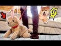 【柴犬ブチギレ！】💢コラ飼い主ィ！散歩相手 間違えてるよォォ💢！(#にゃんてわんだふる)Dog gets jealous of stuffed animals and gets angry