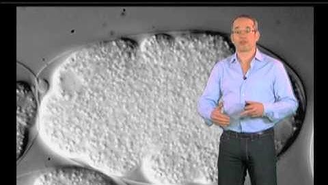 Experiments in Cellular Organization - Anthony Hyman (MPI - CBG)