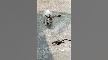Cat chasing a Baby Reptile| Cute Cat Video| Monitor Lizard