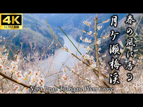 【春の風に香る 月ヶ瀬梅渓】月ヶ瀬梅林｜奈良の絶景｜香り漂う梅の花｜奈良の梅名所｜心癒される春旅｜幻想的な梅の花と春の風｜奈良観光｜Nara｜Japan｜4K