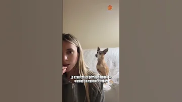 Fingió Que Hablaba Por Teléfono Y La Reacción De Su Perra Enterneció 