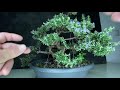 Fantastic Blooming Rosemary Bonsai. Cheap Herb Bonsai for beginners. ( turn on English subtitles )