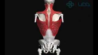 Download Lagu Exame De Musculoesqueletico MP3 Exame De Musculoesqueletico