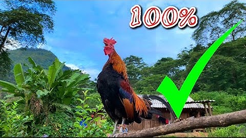 Tiếng gà rừng gáy chuẩn 💯✔✔✔ | Suab lau qaib qus qua zoo tiag tiag ✔♥