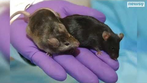 Bad Memories Turn Good In Weird Mouse Brain Study