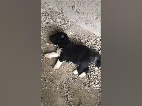 ქართული ნაგაზის ლეკვბი 🤗☎️598900750 - YouTube