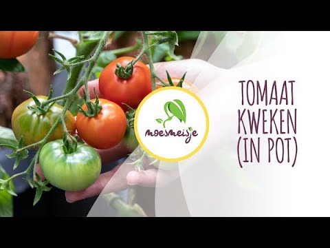 Video: Tomaten Telen: Planten, Vormen En Voeren