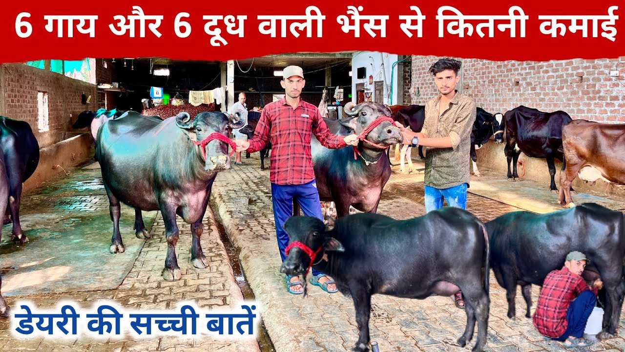 6 गाय और 6 दुधारू भैंस से कितनी कमाई | Cow & Buffalo Dairy Farming In India