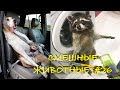 Смешные КОТЫ, СОБАКИ, ЕНОТЫ, ПОПУГАИ #26 / Ржачные животные 2021.