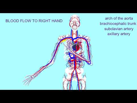 PATHWAY OF BLOOD FLOW TO THE RIGHT HAND - YouTube