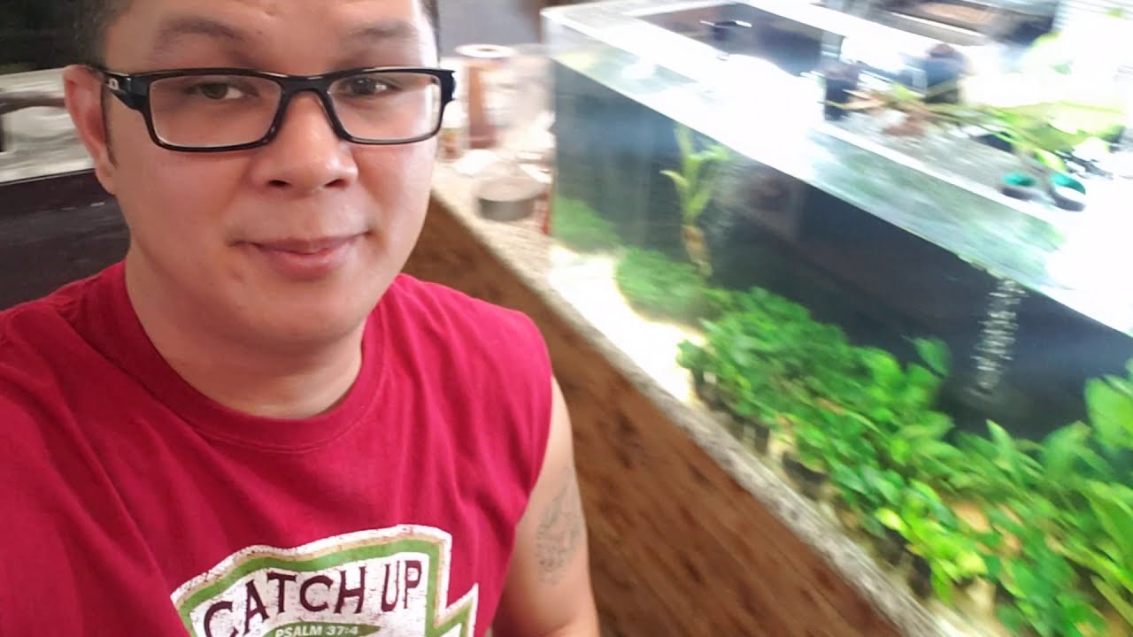 How to weigh down aquarium plants how to make aquarium plants sink