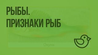 Рыбы. Признаки рыб. Видеоурок по окружающему миру 1 класс